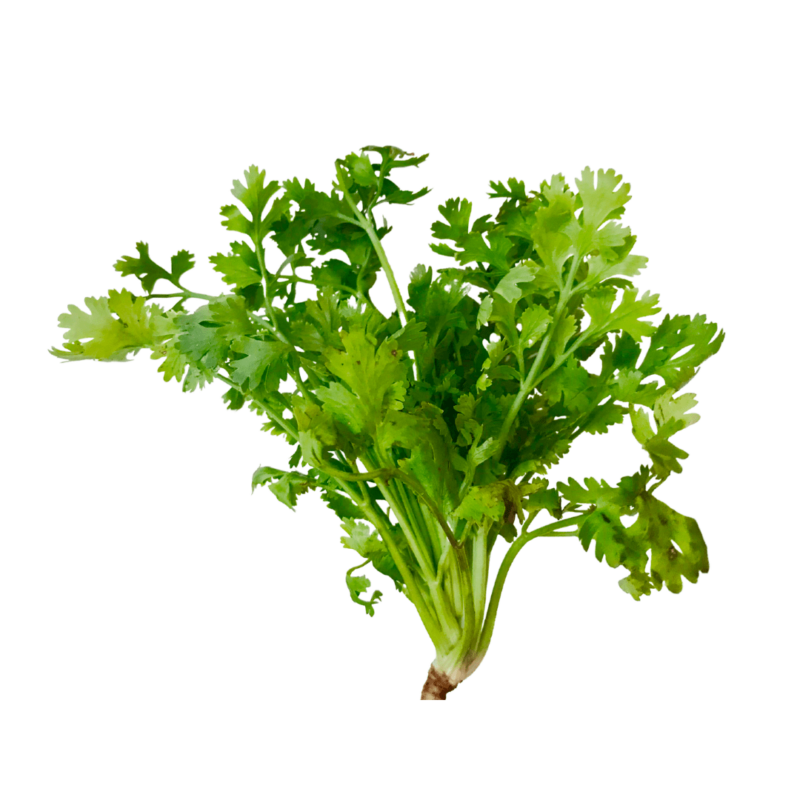 Coriander Leaves கொத்தமல்லி 1 set